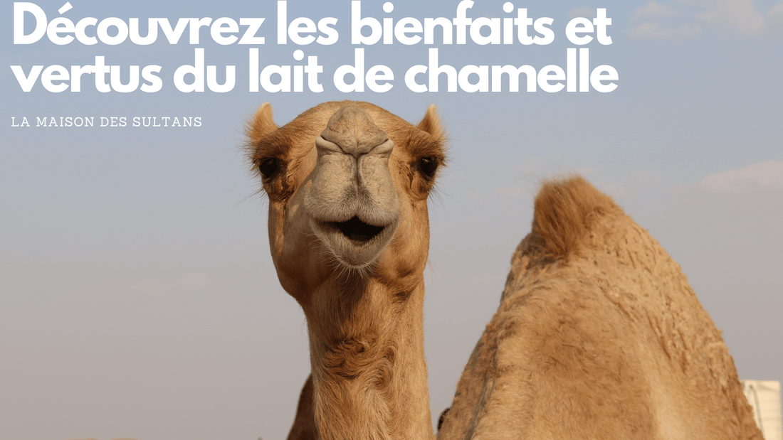 Découvrez les bienfaits et vertus du lait de chamelle