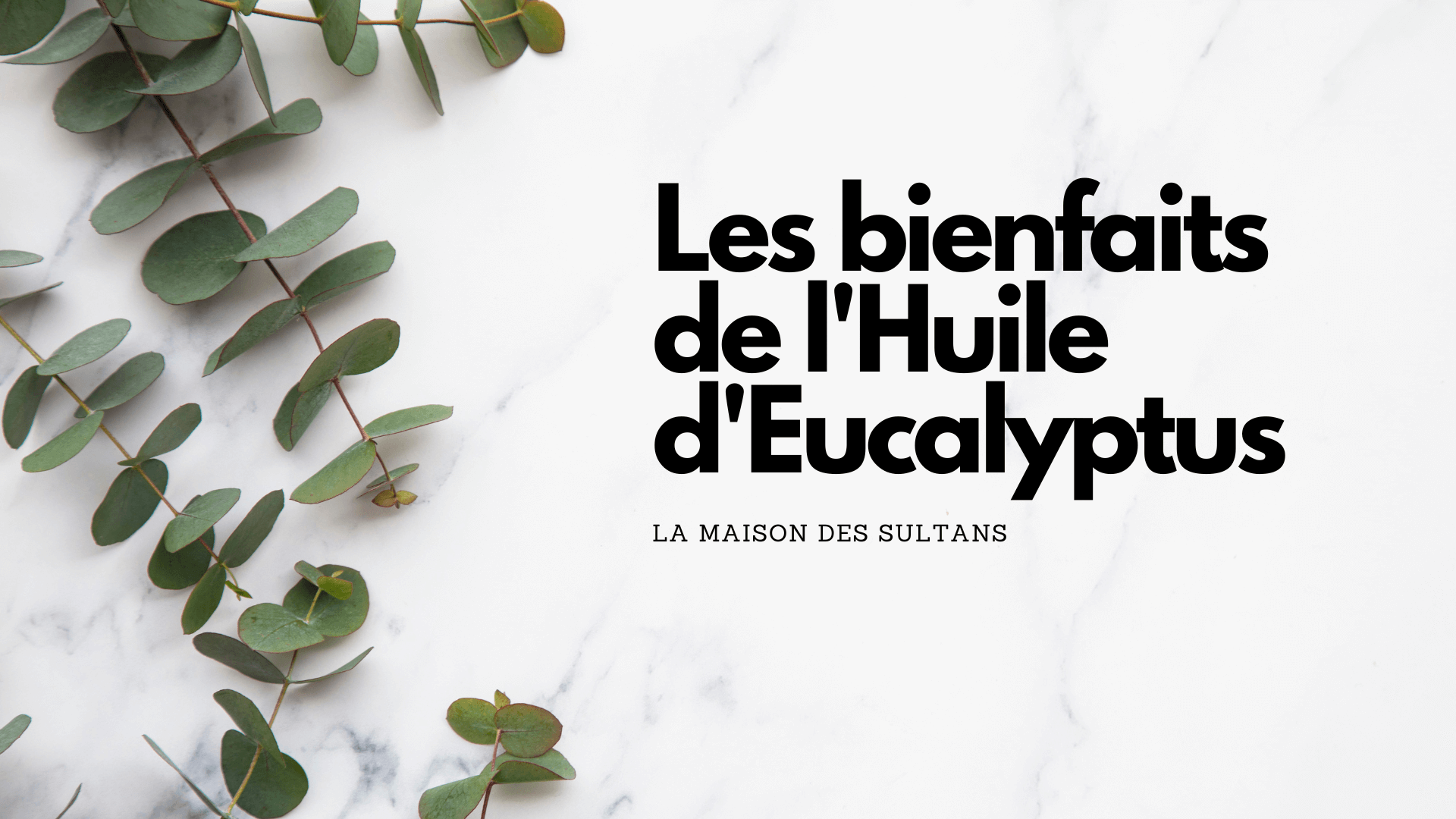 Feuille eucalyptus - Mélusine Paris
