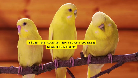 Rêver de canari en islam: quelle signification?