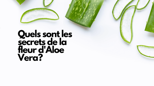 Quels sont les secrets de la fleur d'Aloe Vera?