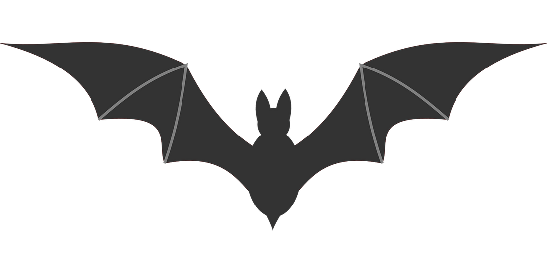 chauve-souris qui rentre dans la maison signification islam