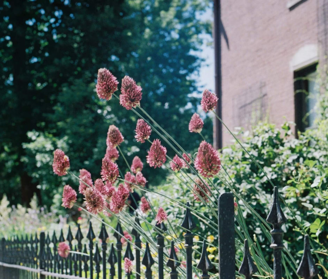 fleurs d'été préparer son jardin