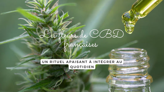 Les fleurs de CBD françaises : un rituel apaisant à intégrer au quotidien