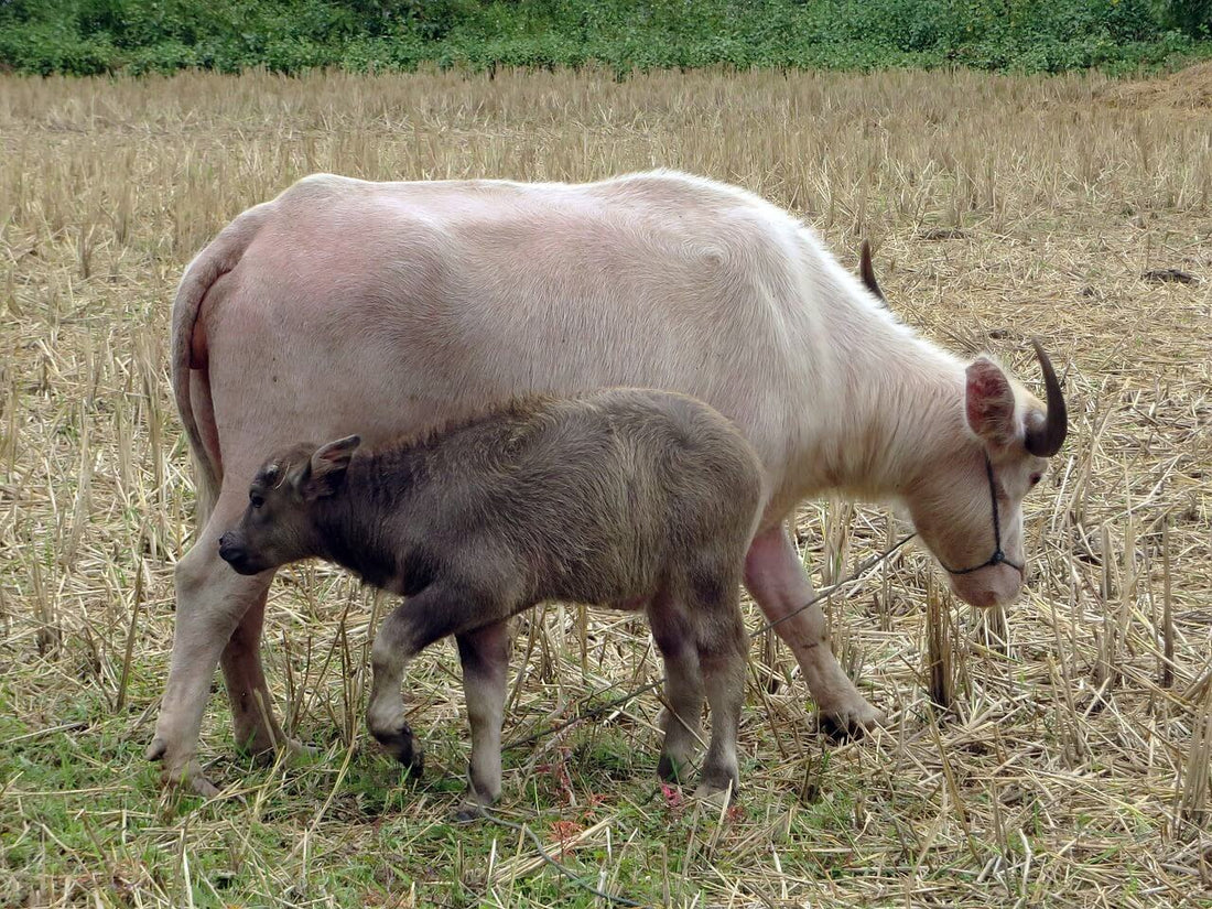 lait de bufflone