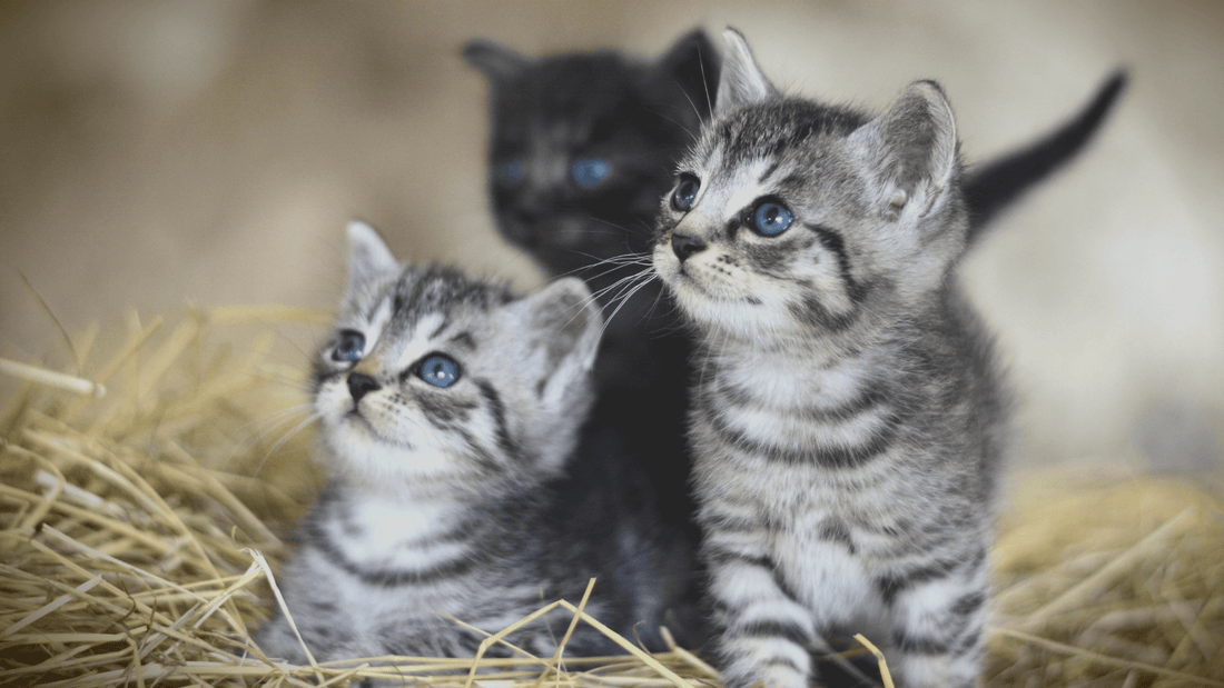 Rever de chaton islam: signification et interpretation