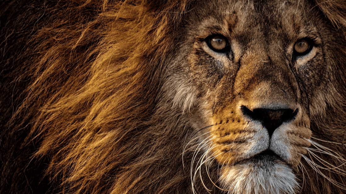 Rêver de lion islam