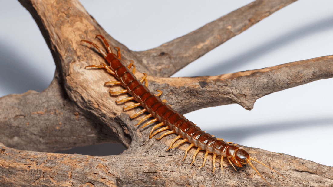 Reve de mille pattes: signification et interpretation