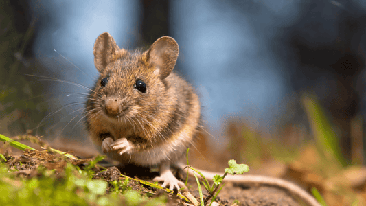 rever de souris islam