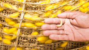 Rêver de vers blanc en islam: signification et interprétation