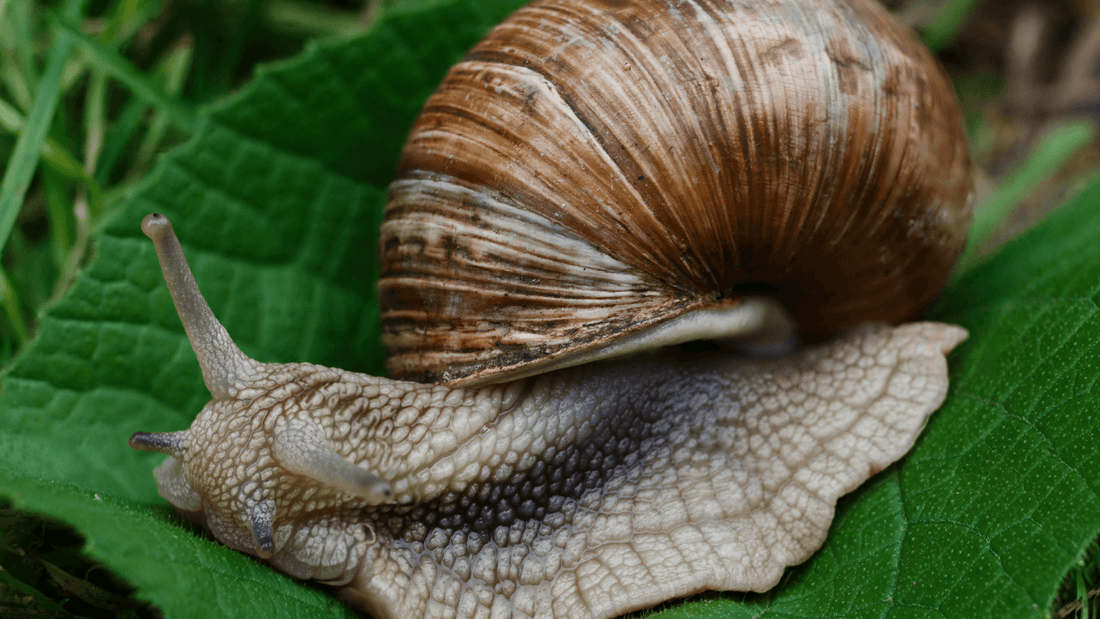 savon bave d'escargot