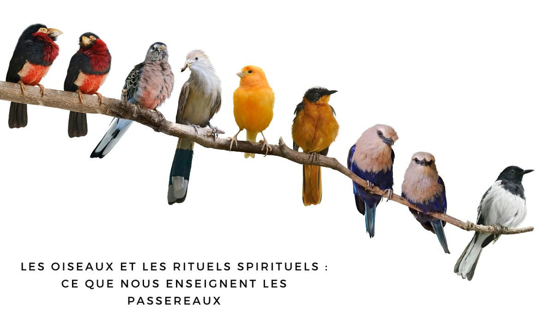 Les oiseaux et les rituels spirituels : ce que nous enseignent les passereaux