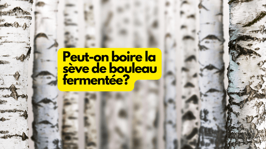 Peut-on boire la sève de bouleau fermentée?