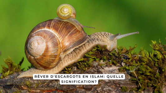 Rêver d'escargots en Islam: quelle signification?