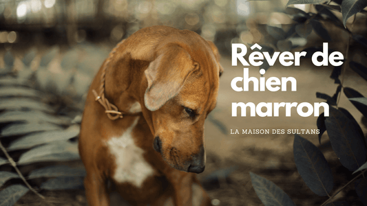 Rêver de chien marron: signification et interprétation