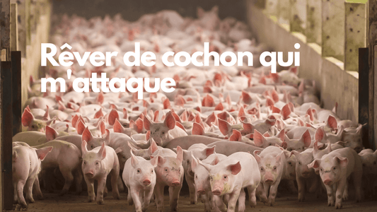 Rêver de cochon qui m'attaque : quelle signification et interprétation