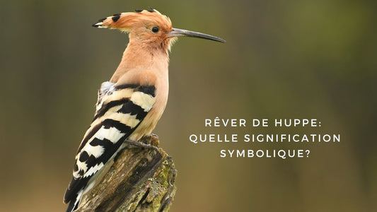 Rêver de huppe: quelle signification symbolique?