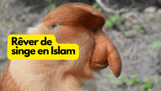 Rêve de singe en islam: quelle signification?