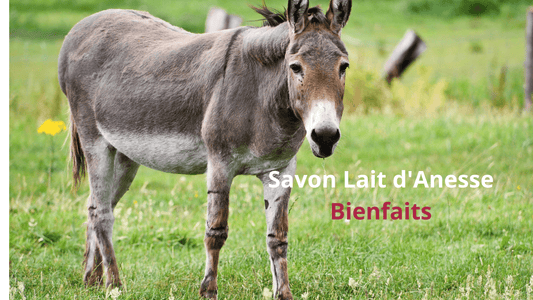 savon lait d'anesse bienfaits