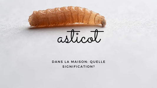 Asticot dans la maison: quelle signification?