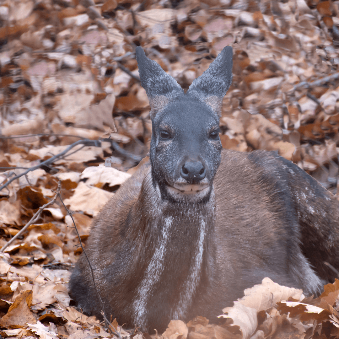 C'est quoi le musc islam?