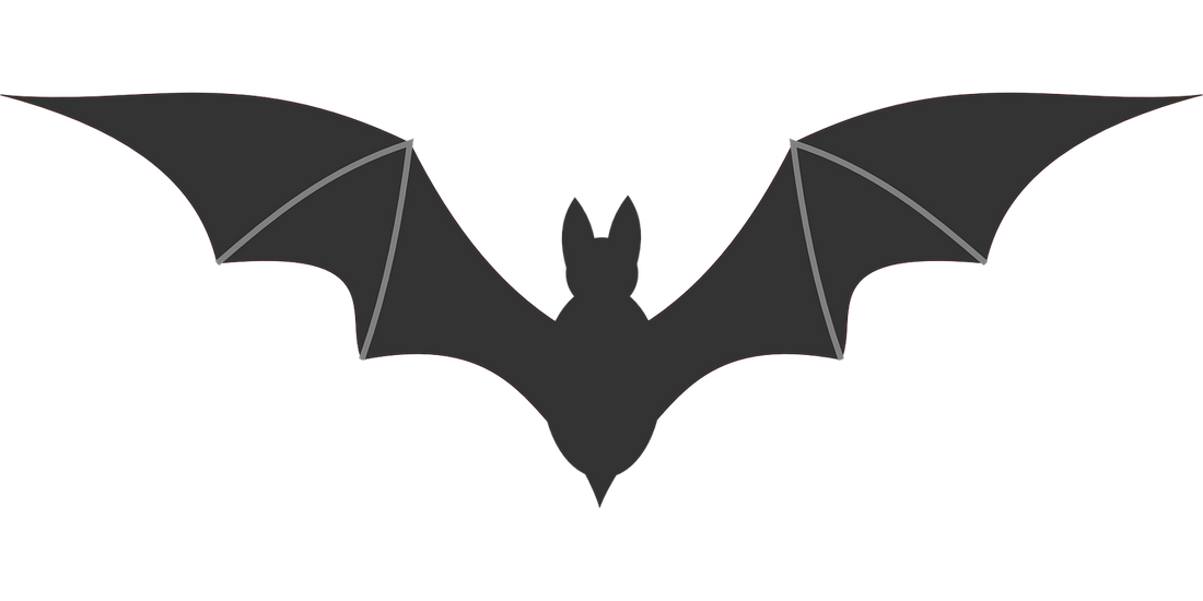 chauve-souris qui rentre dans la maison signification islam