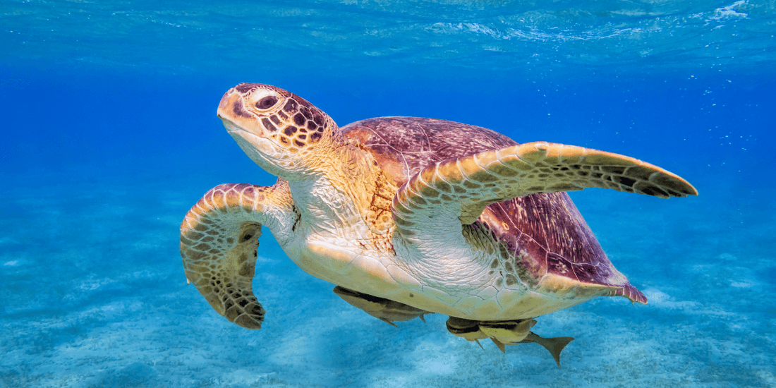 Combiné croisiere nil et séjour Mer Rouge en 7 jours, 10 jours ou 14 jours