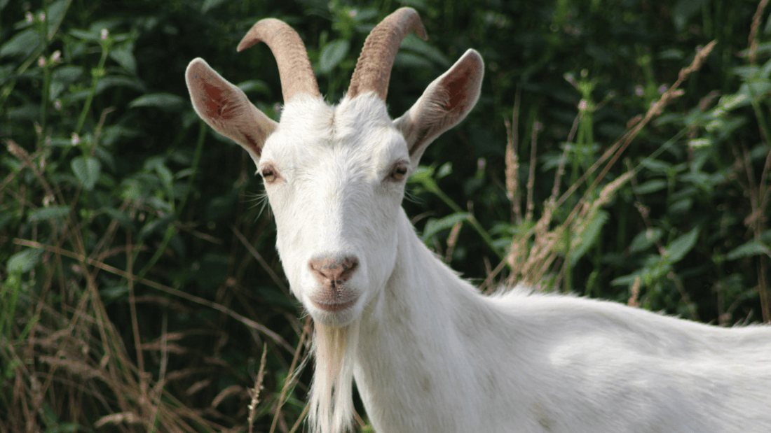 Comment utiliser le savon au lait de chèvre