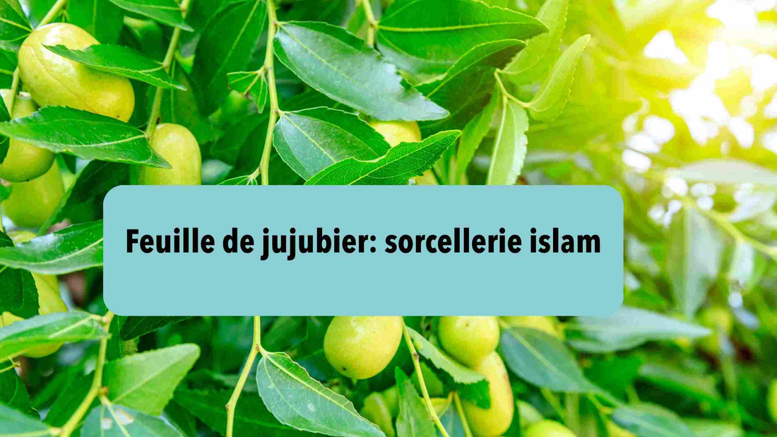 feuille de jujubier sorcellerie islam