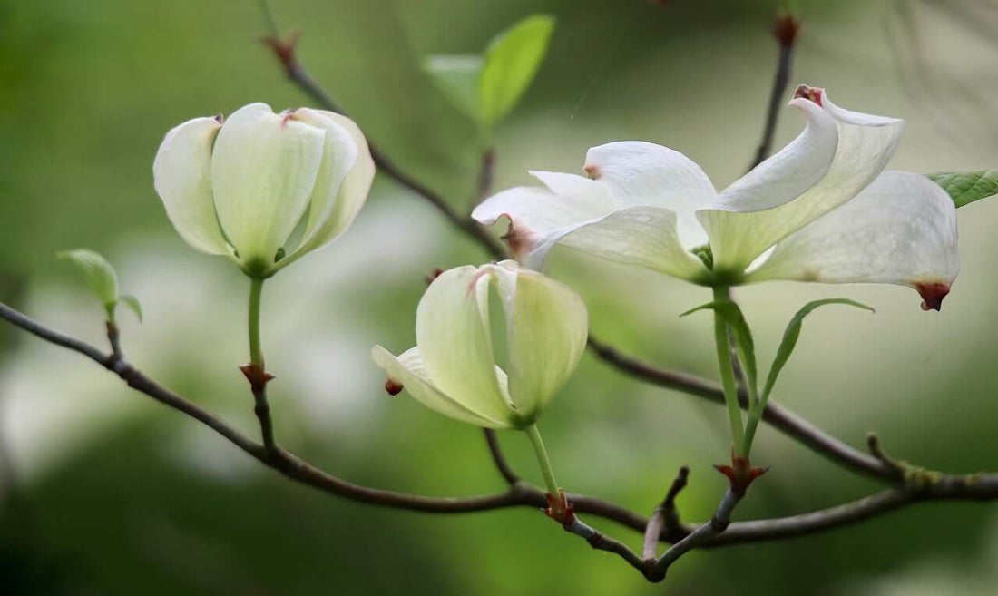 fleur d oranger bienfaits