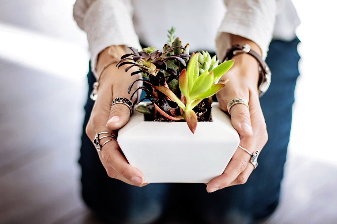 Cadeau symbolique pour meilleure amie : mains tenant une plante grasse dans un pot blanc