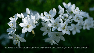 Plantez maintenant ces graines pour un jardin qui sent bon l'Orient