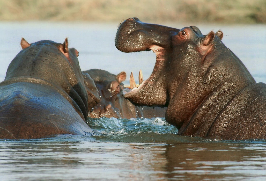 Lait d'hippopotame