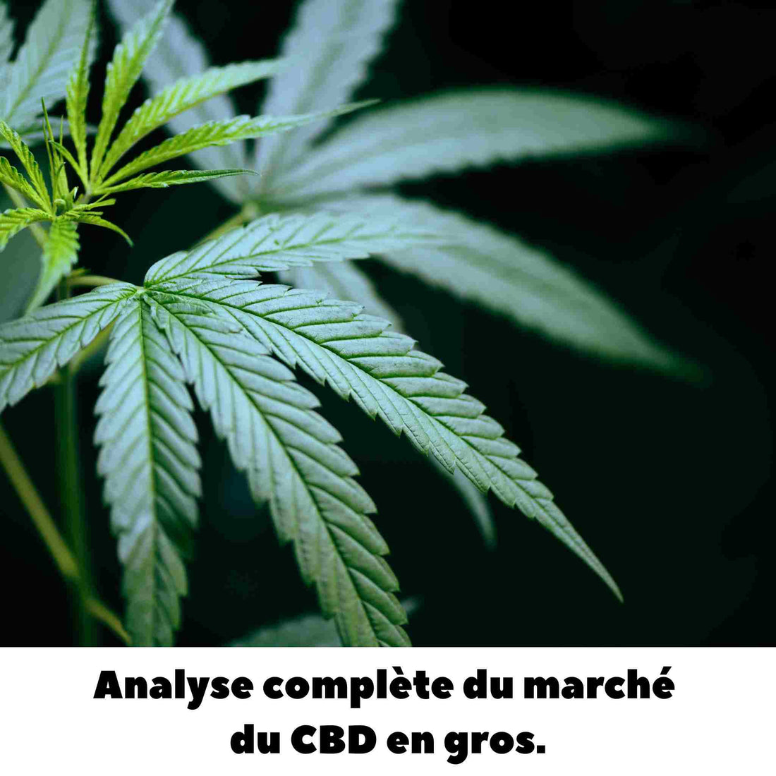 Les tendances du marché du CBD en gros et comment en profiter