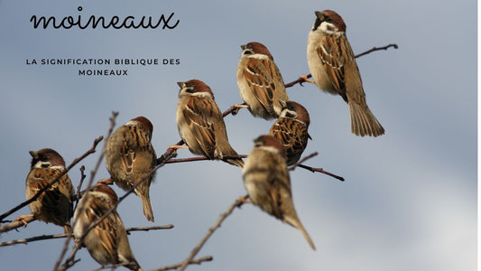 La signification biblique des moineaux