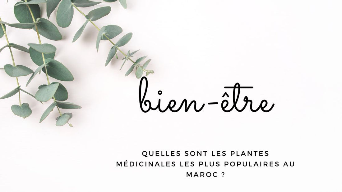 Quelles sont les plantes médicinales les plus populaires au Maroc ?