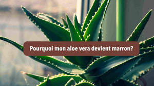 Pourquoi mon aloe vera devient marron?