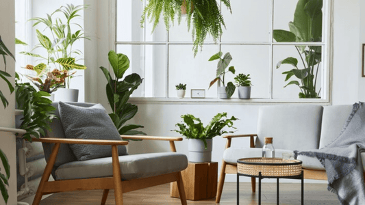 Quelles plantes pour rafraichir la maison?