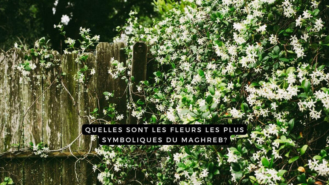 Quelles sont les fleurs les plus symboliques du Maghreb?