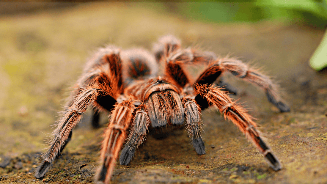 Rêve araignée islam