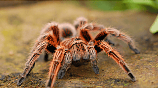 Rêve araignée islam