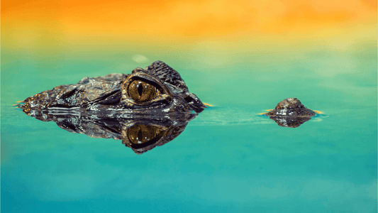 Rêve de crocodile islam: signification et interprétation