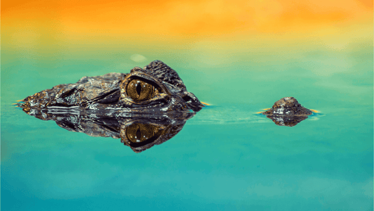 Rêver de crocodile en Islam : 15 significations