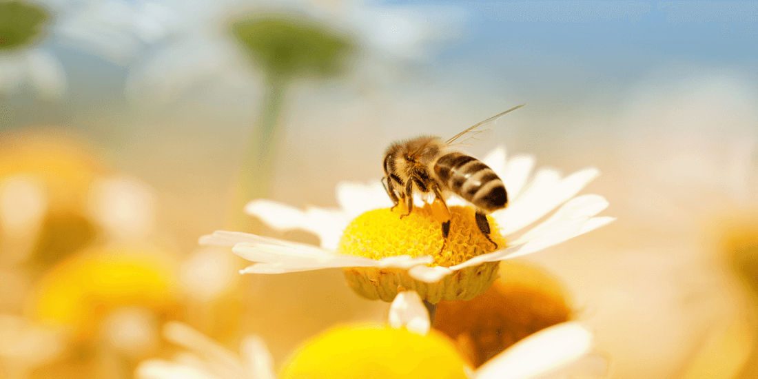 Rever d abeilles en Islam: quelle signification?