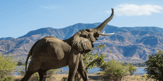 Rêver d'éléphant en islam: quelle signification?