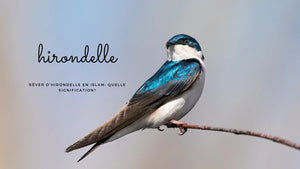 Rêver d'hirondelle en Islam: quelle signification?