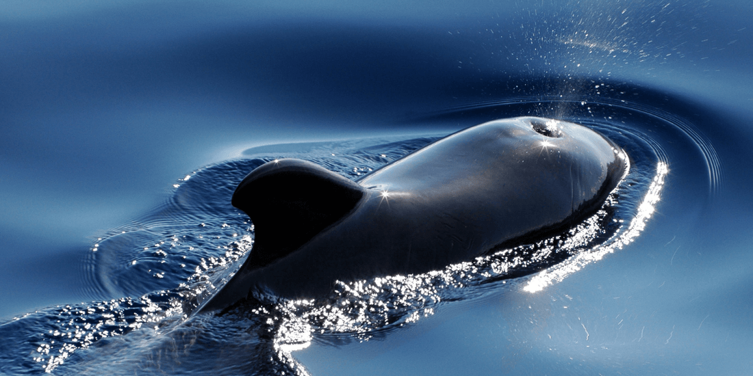 Rever de baleine en islam: signification et interpretation