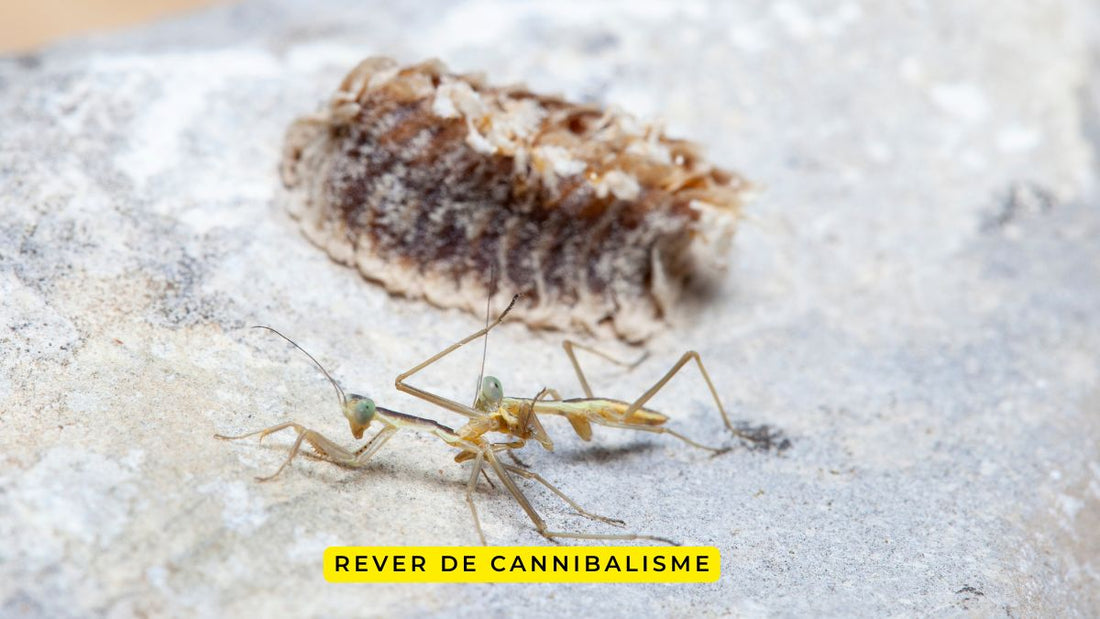 Rêver de cannibalisme: quelle signification?