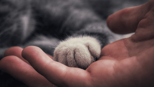 rever de chat islam