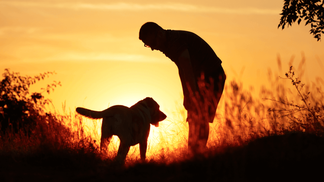 rever de chien islam