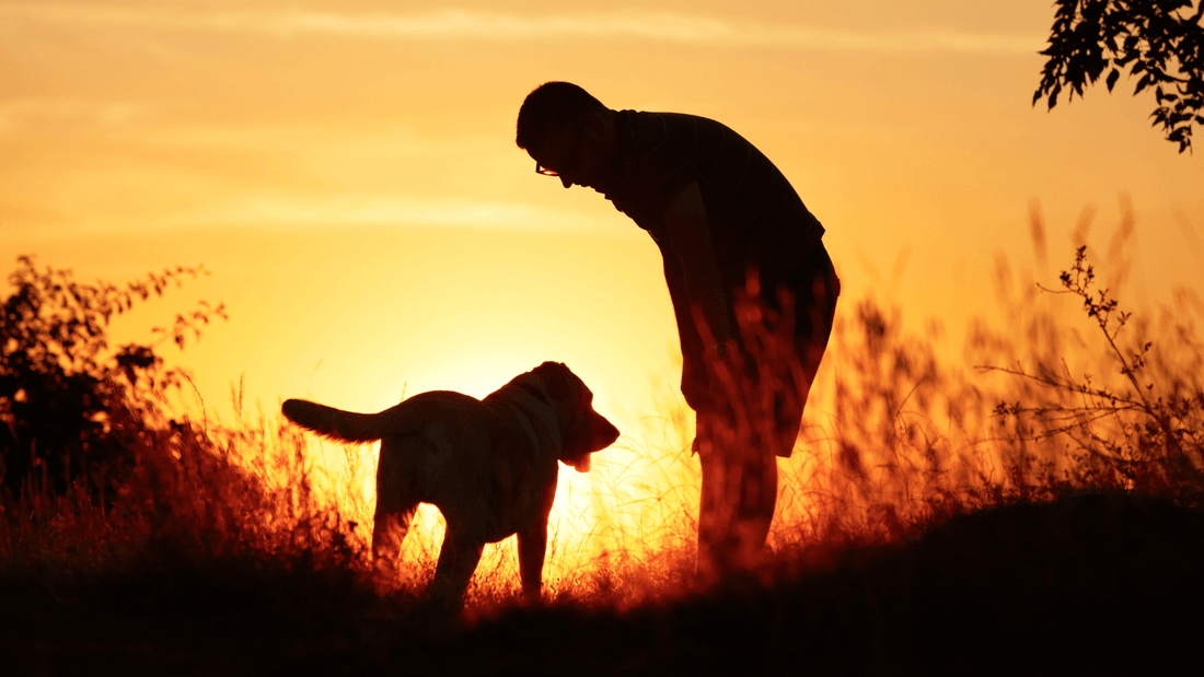 rever de chien islam